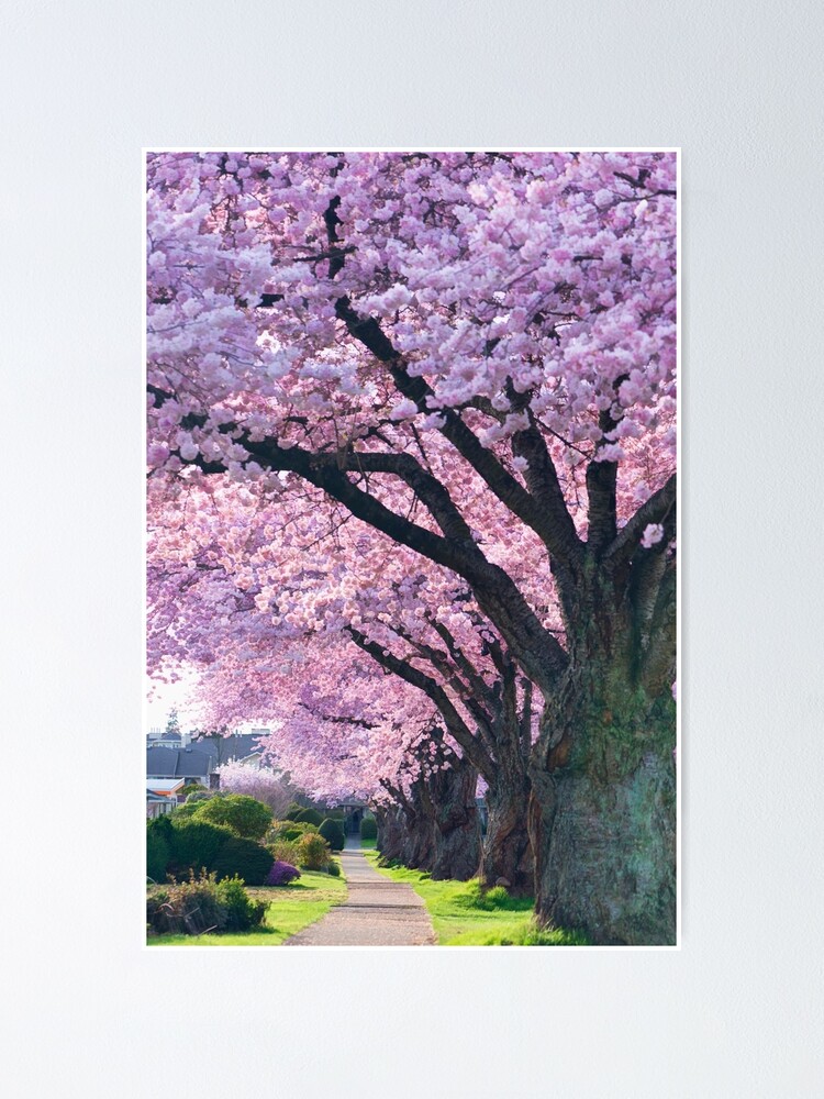 Alternate view of Blossoming Street Poster
