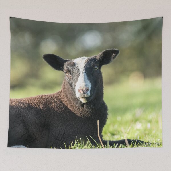 Artikelvorschau, Zwartbles Lamm II entworfen und verkauft von Jane Stanley Photography.