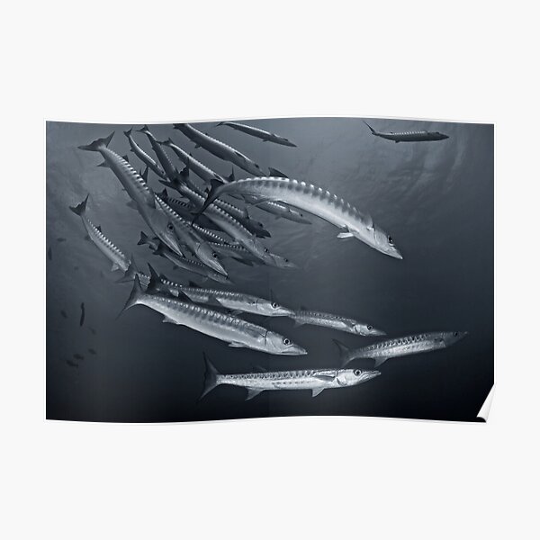 Cuda Poster