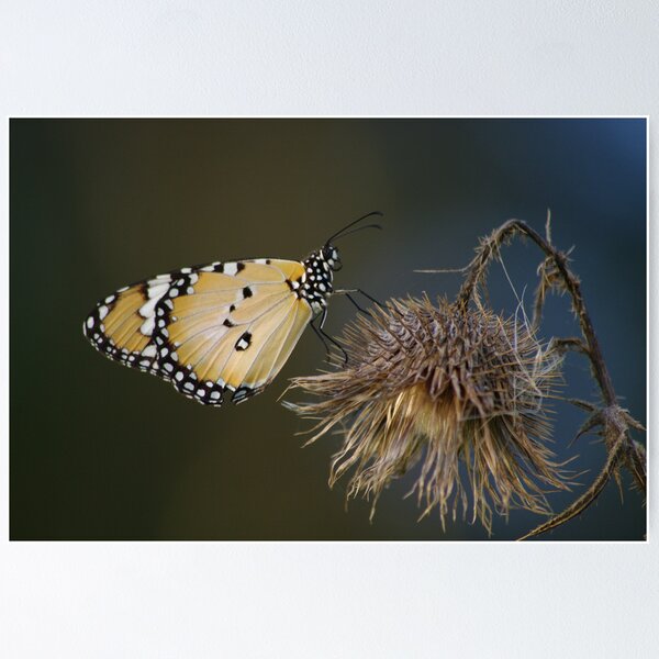 Item preview, Lesser Wanderer on Thistle designed and sold by Lyle McNamara.