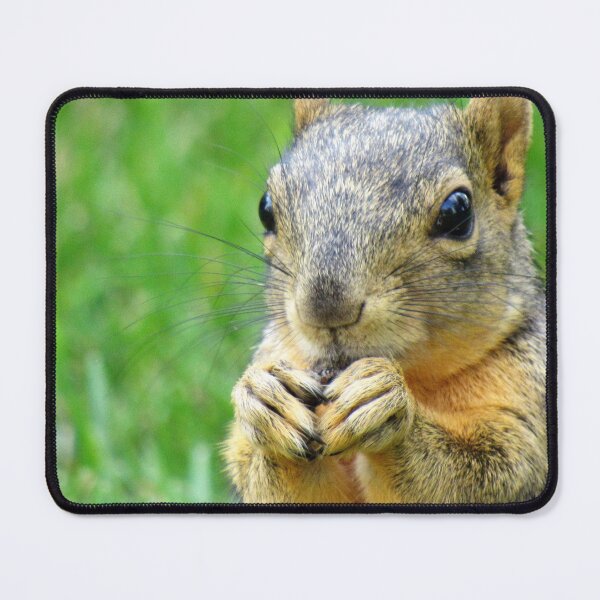 Item preview, Let's Get Squirrely designed and sold by Simple Joys Photography.