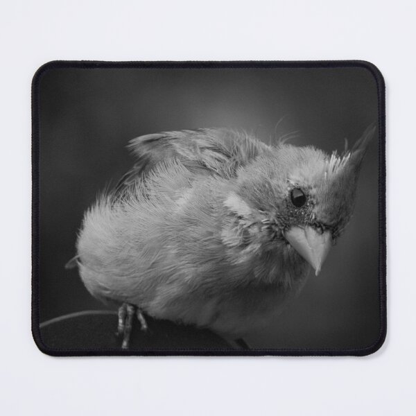 Item preview, Whacha Lookin' At? designed and sold by Simple Joys Photography.