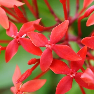 Artwork thumbnail, Red Flowers by Rav33822