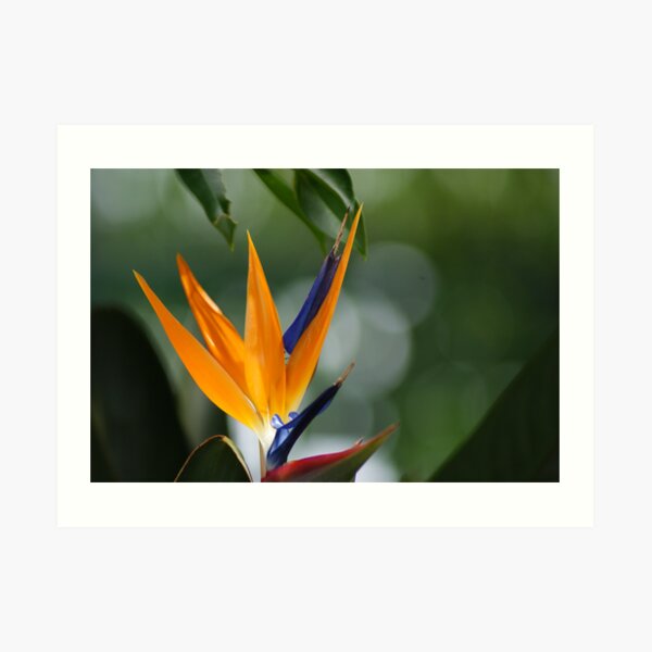 parrot flower Art Print
