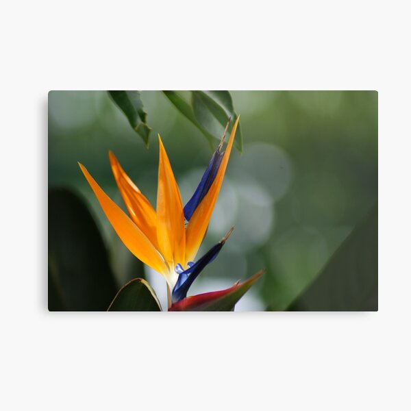 parrot flower Metal Print