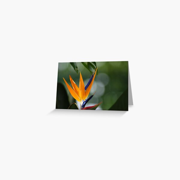 parrot flower Greeting Card