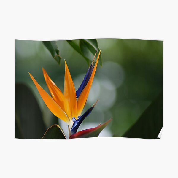 parrot flower Poster