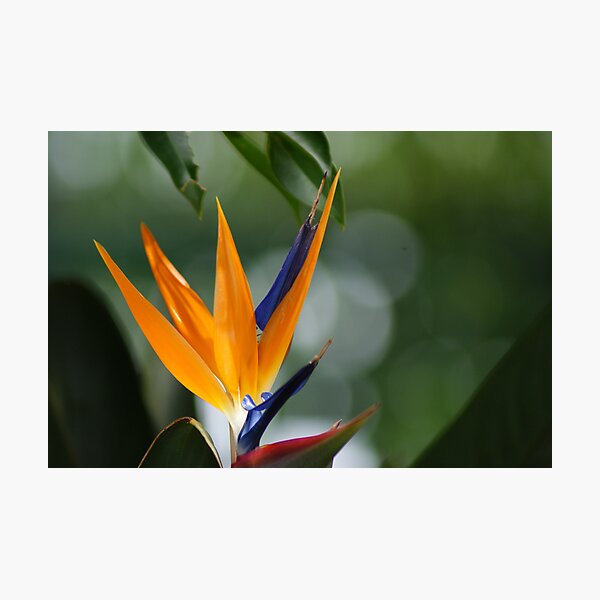 parrot flower Photographic Print