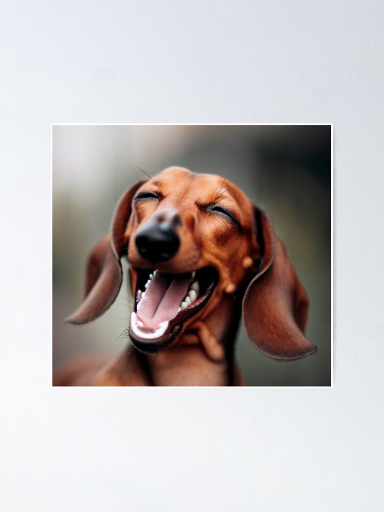 Sausage dog outlet smiling