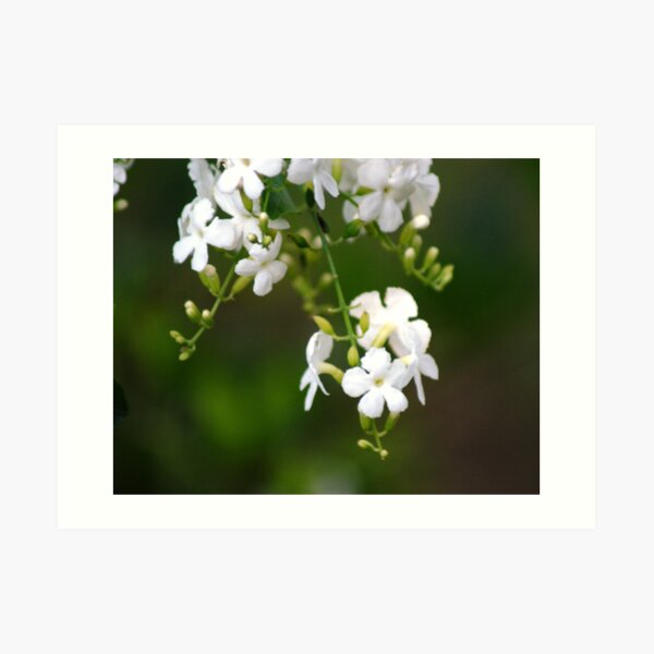 white lilly pily Art Print