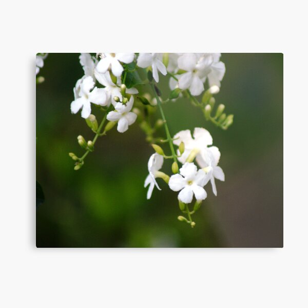 white lilly pily Metal Print