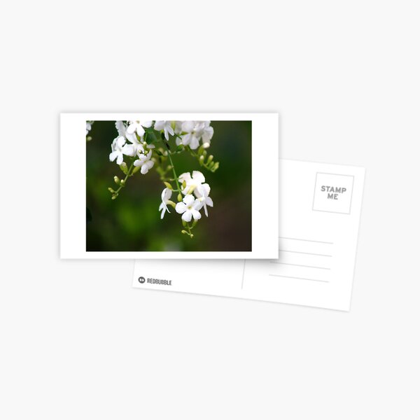 white lilly pily Postcard