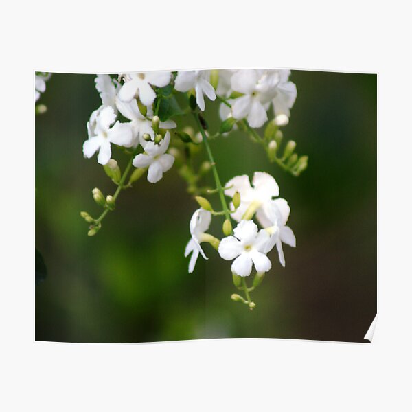 white lilly pily Poster