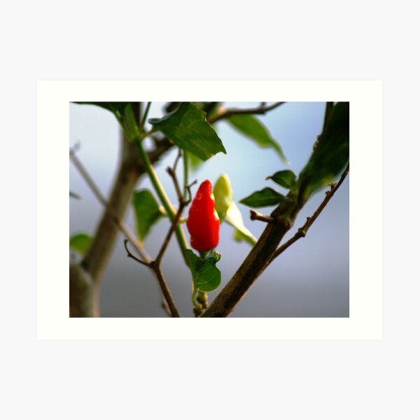 One Hot Picture Art Print