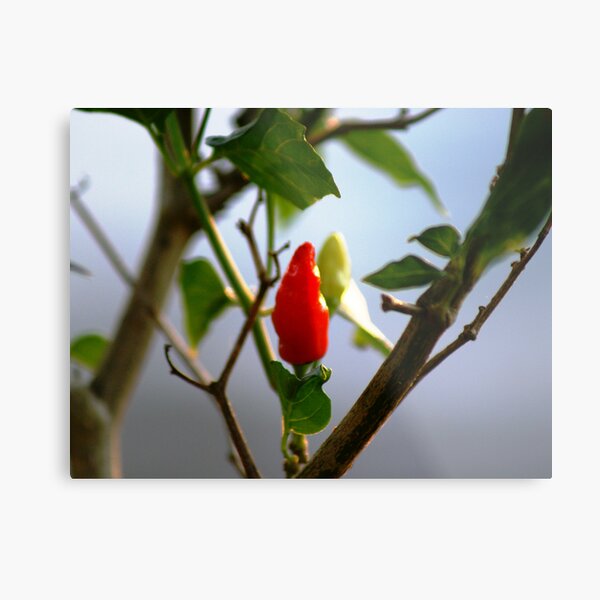 One Hot Picture Metal Print