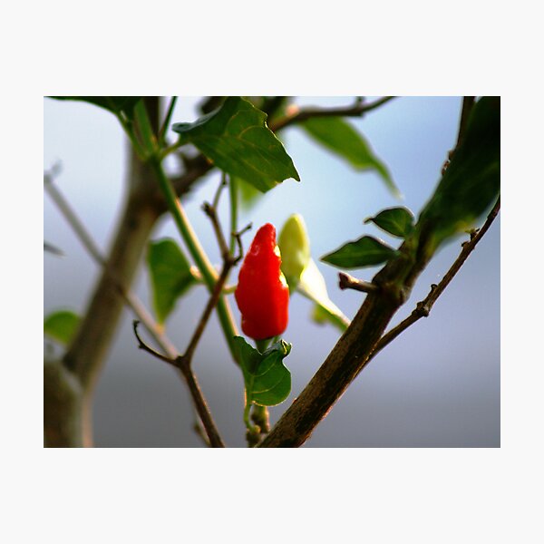 One Hot Picture Photographic Print