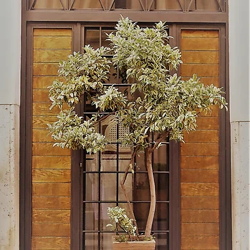 Artwork thumbnail, Window Dressing...................Rome by Fara