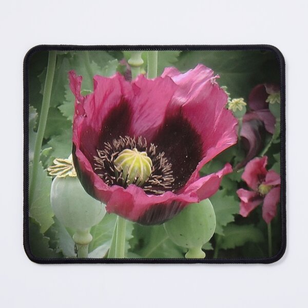 Item preview, Poppy Vignette designed and sold by Chriscolibaba.