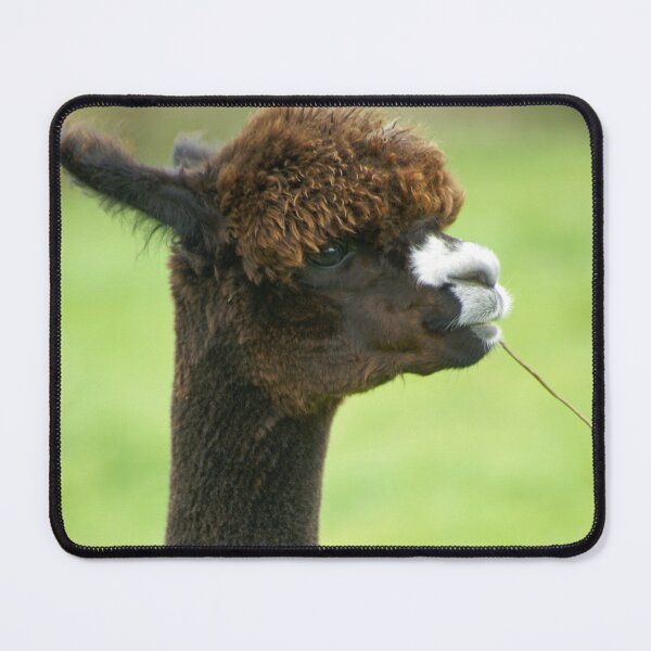 Item preview, Alpaca chewing on dry grass designed and sold by LorrieBee.