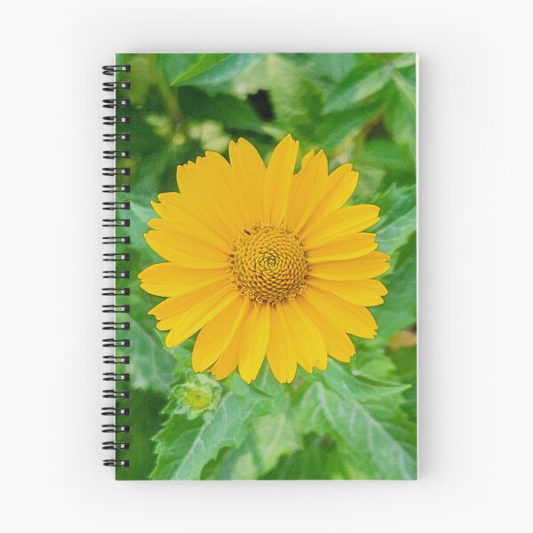 Item preview, Lance-leaved coreopsis Top Down designed and sold by Jackson Lanier.