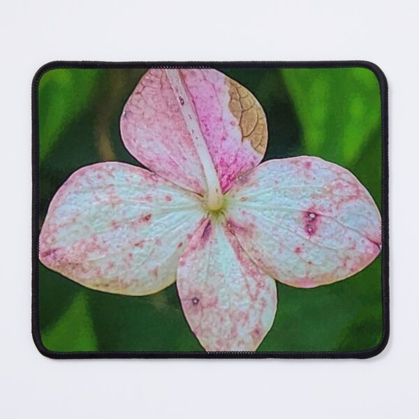 Item preview, Pink-White Hydrangea designed and sold by Jackson Lanier.