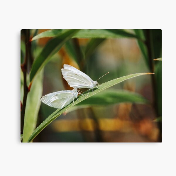 Item preview, Two Butterflies designed and sold by cnmedia.