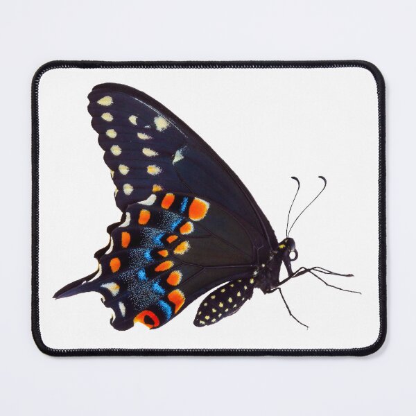 Item preview, Eastern Black Swallowtail Butterfly without background  designed and sold by JulieAnnPix.