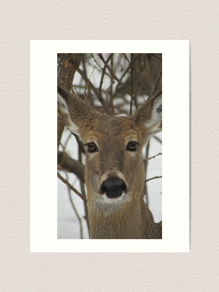 White-tailed Deer - Art Print