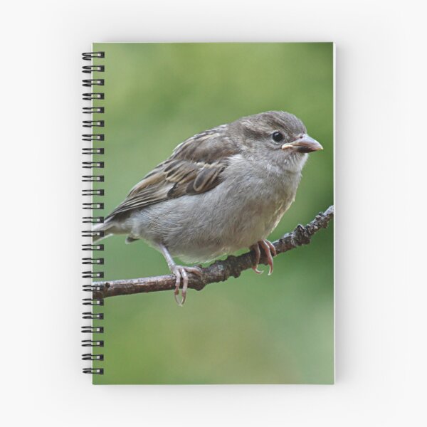 Item preview, Fledgling house sparrows designed and sold by Linda Crockett.