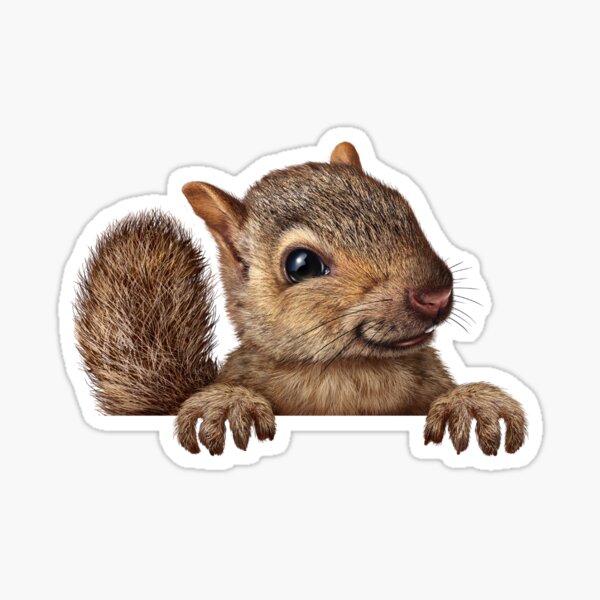 Item preview, Cute Peeking Squirrel designed and sold by Sqwirlgrl.