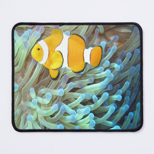 Item preview, Great Barrier Reef of Australia Common Clownfish designed and sold by Tamas Das.