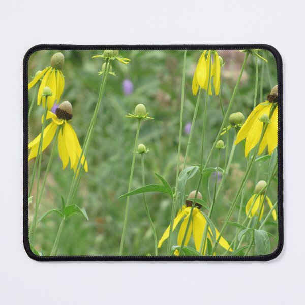 Item preview, Black-eyed Susans designed and sold by Simple Joys Photography.