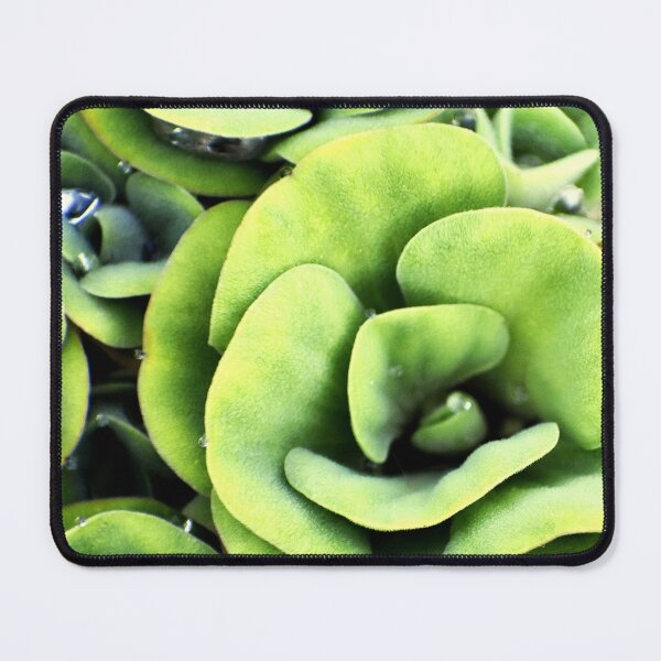 Item preview, A patterned Decorative Water Plants designed and sold by Rav33822.