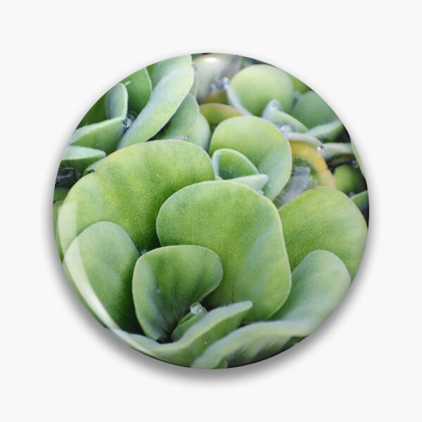 Item preview, A patterned Decorative Water Plants designed and sold by Rav33822.