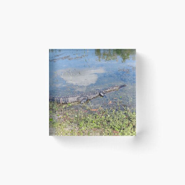 Item preview, Gator Gabriel  designed and sold by ColderDesignLab.