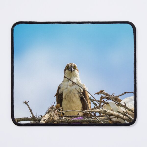 Item preview, Osprey Sees You | Everglades National Park designed and sold by TinyDinoDesigns.