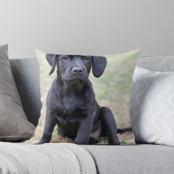 Aperçu de l'œuvre Chiot Labrador noir créée et vendue par ManwithaCamera.
