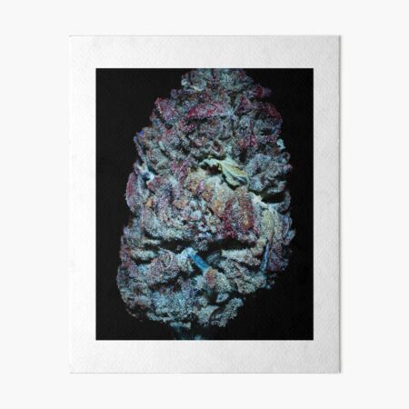 Ice Cream Cake | The Secret Colors of Cannabis Official Print Art Board Print