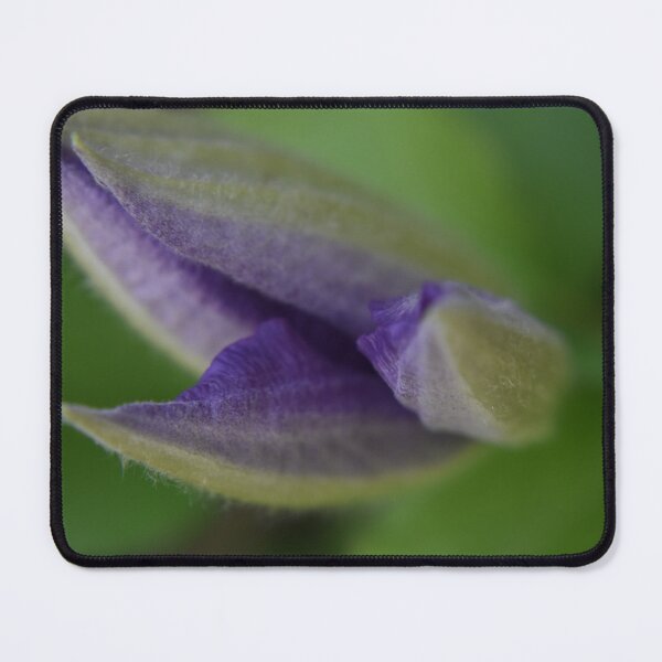 Item preview, Clematis about to open designed and sold by Tonia Delozier's Photography .