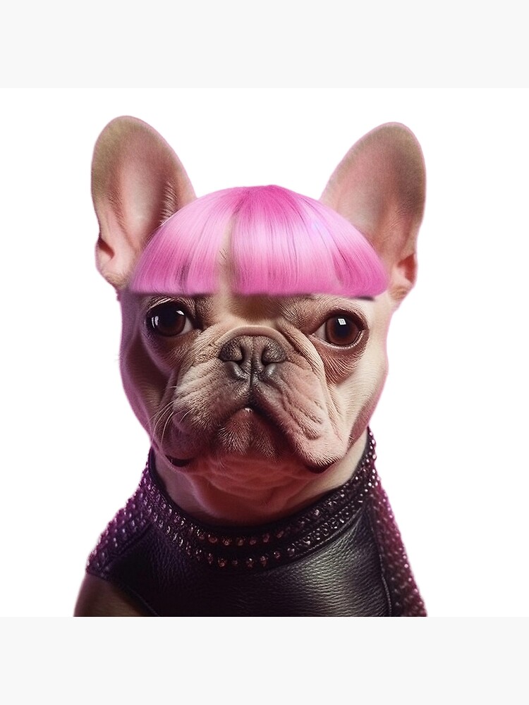 Outing bulldog in leather and pink wig