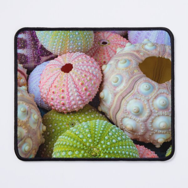 Item preview, Wondefful Varity Of Sea Urchins designed and sold by Garry Gay.