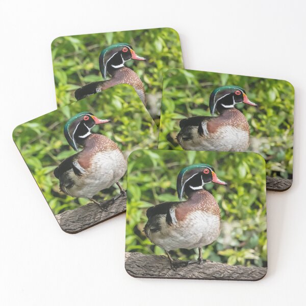 Item preview, Male Wood Duck designed and sold by utakloss.