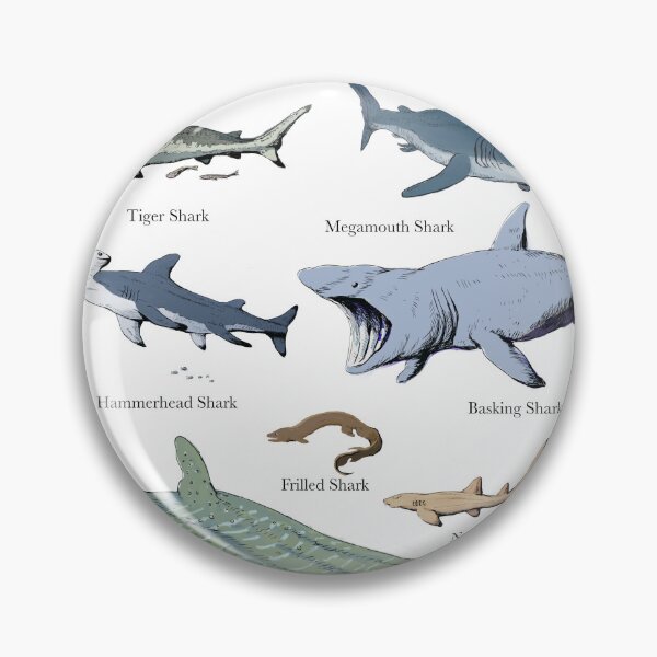 Item preview, Shark chart illustration designed and sold by ScienceSource.