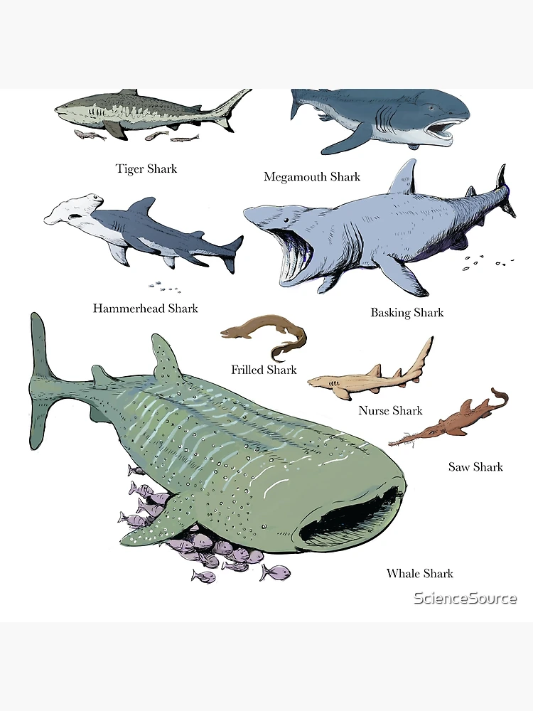 Shark Size Comparison Poster Print by Gwen Shockey/Science Source
