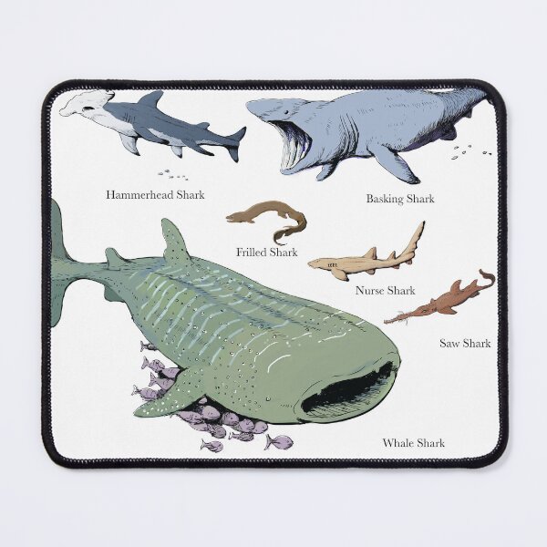 Artikelvorschau, Illustration eines Hai-Diagramms entworfen und verkauft von ScienceSource.