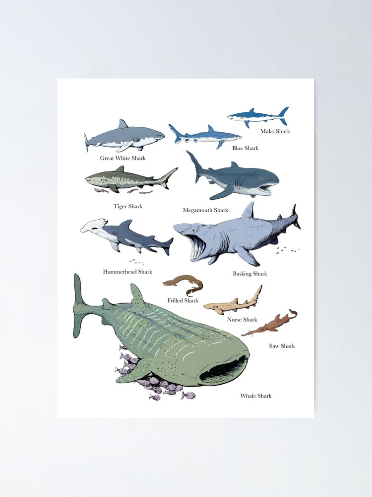 Shark chart illustration