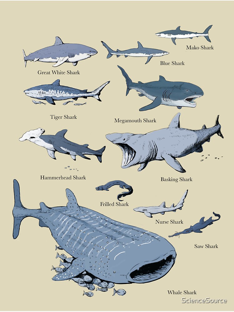 Megamouth shark 骨格標本 Plankton Nankai Trough, shark, blue
