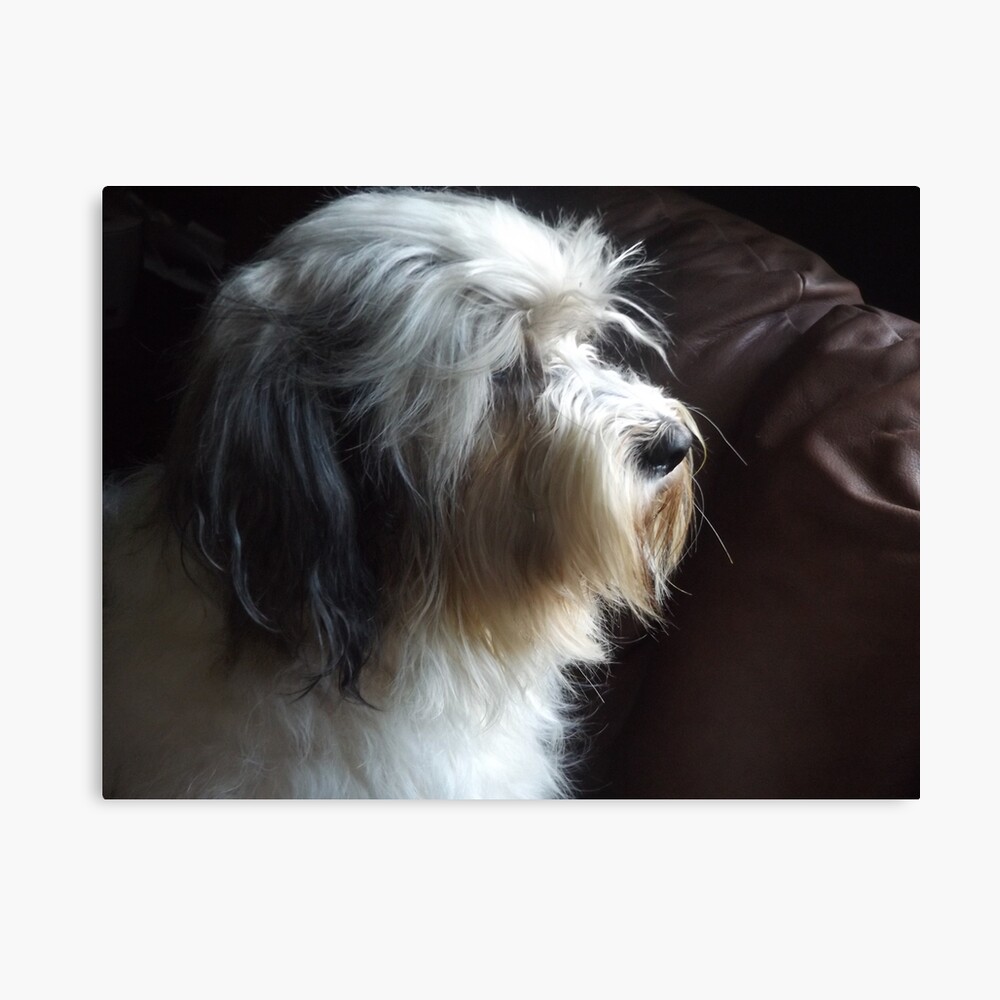 grey tibetan terrier