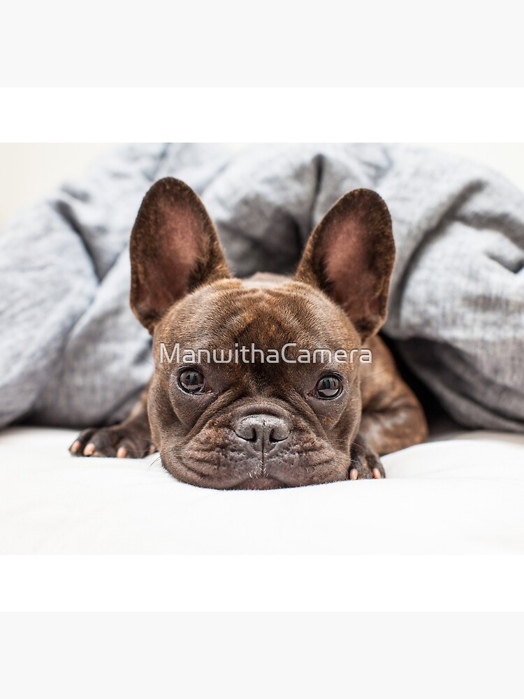 French Bulldog by ManwithaCamera