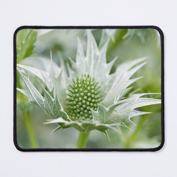 Item preview, Sea Holly designed and sold by Tanya C Smith.